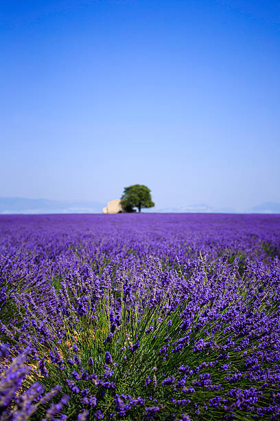 istock lavender field with old farmhouse 500750848