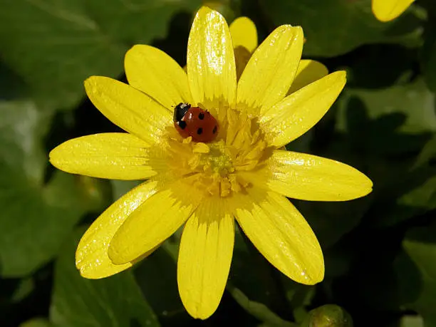 ladybug crawling on a yellow beautiful flower.