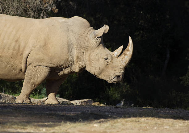 istock Huge male rhino 500751626