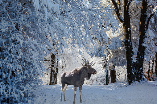 Christmas forest in the snow. Early morning in a forest glade with traces of skis. Magnificent Moose went for walk