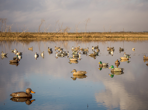 Decoys of various duck speciies including Mallard, Pintail, Gadwall and Teal.