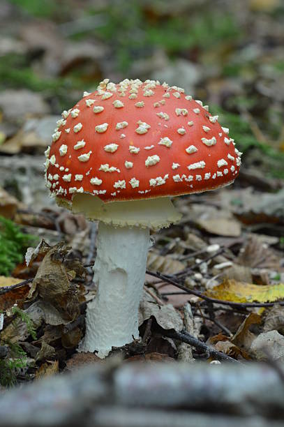 istock Amanita muscaria or Fly Agaric 500752365