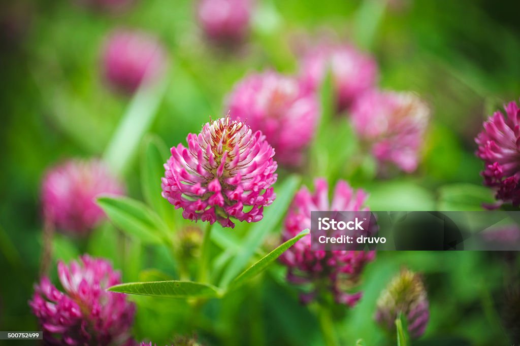 Red Clover Clover Stock Photo