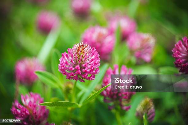 Red Clover Stock Photo - Download Image Now - Clover, Red, Meadow