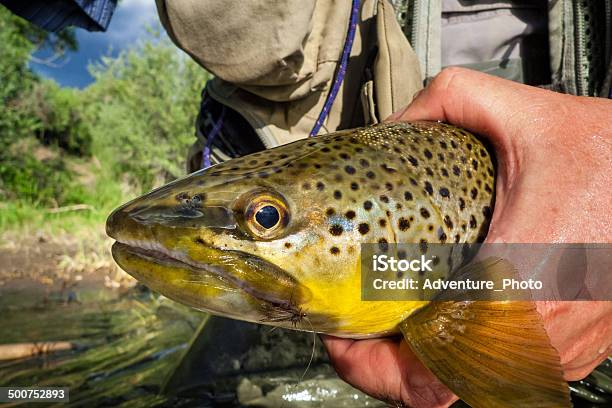 Photo libre de droit de Truite Brune À Gros Plan Sur Les Mains banque d'images et plus d'images libres de droit de Attraper - Attraper, Colorado, Couleur