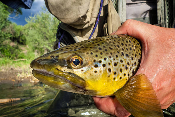 istock Brown Trout in Hands Closeup 500752893