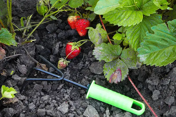 Photo of The strawberry and horticultural sundry