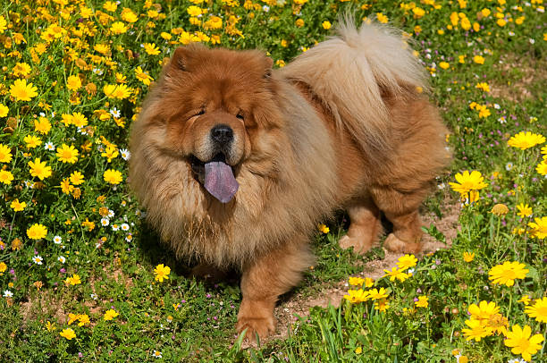 chow chow dog on a glade of yellow flowers chow chow dog on a glade of yellow flowers,purple tongue shows chow chow lion stock pictures, royalty-free photos & images