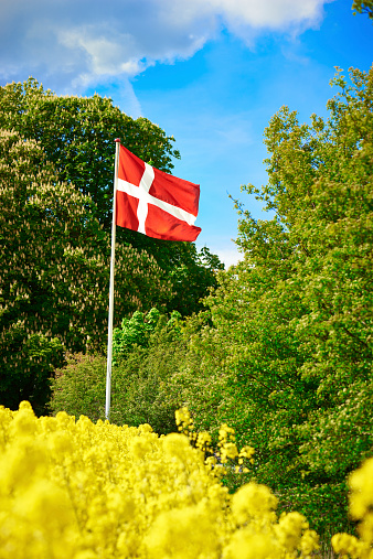 Strong contrasts often seen in the Danish landscape during spring. Blue sky and yellow rape fields and red flags against green leafs on tall trees.