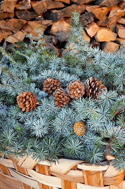 istock Needles with cones in a wicker basket 500753960