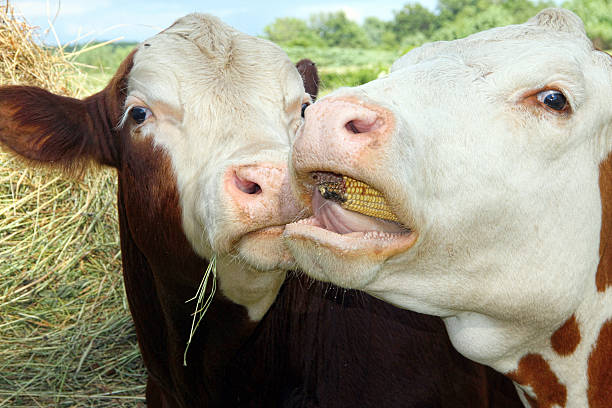 Pair of Simmental Cattle Eating Two home grown steers Simmental eating hay and corn on a summer day. animal lips photos stock pictures, royalty-free photos & images