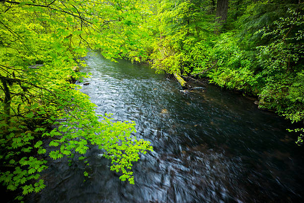 Lush, green foliage surrounds flowing river stock photo