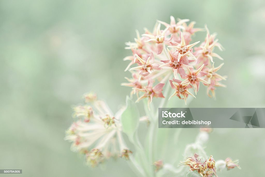 Asclepiade fiori Fioritura - Foto stock royalty-free di Ambientazione esterna