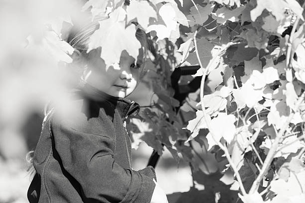istock Little Girl Peeking Through Maple Leaves 500754352