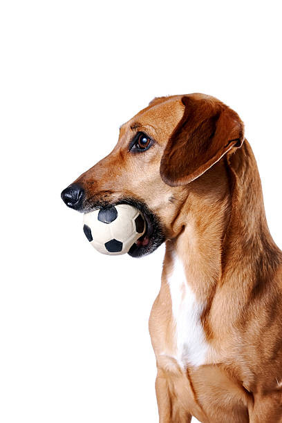 istock The red dachshund with a ball lies 500754472