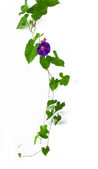 Most morning glory flowers unravel into full bloom in the early morning. The flowers usually start to fade a few hours before the 