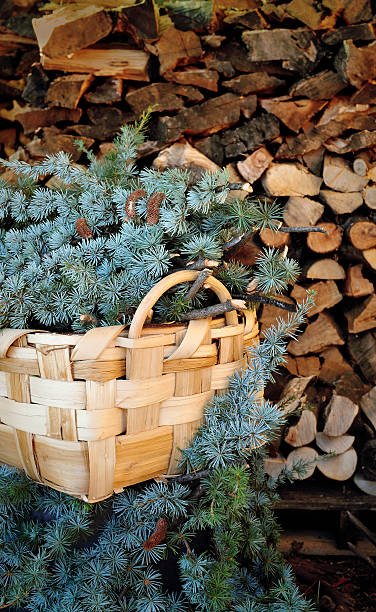 istock wicker basket with branches of pine needles 500754534