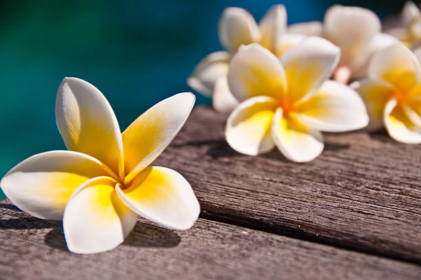 istock Frangipani flower on a wooden deck 500754877