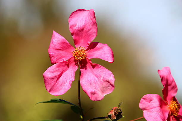 Pink Flower stock photo