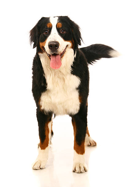 istock Bernese mountain dog on white 500754957