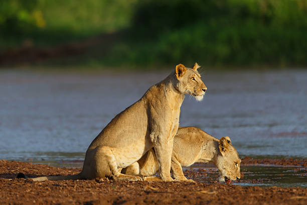 After a hot afternoon drank the lion mother and her daughter in the river.