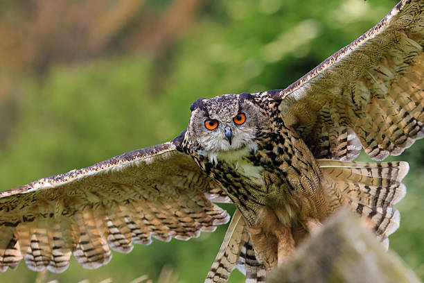 istock Eagle Owl coming in to land 500755123