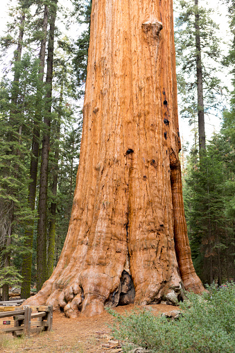 Giant sequoia trees inn the Sequoia National Park