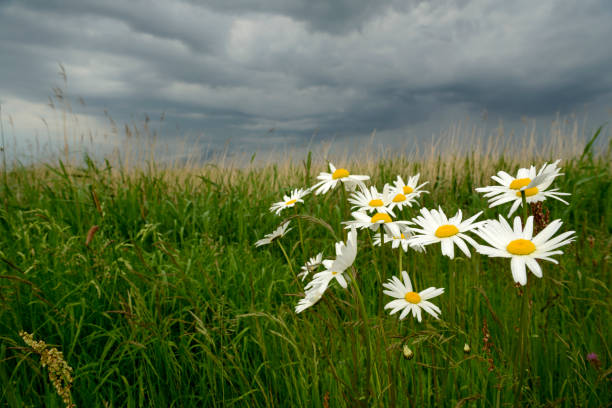 Close-up of blooming marguerites on a field under dark sky with thunderstorm clouds. Focus on the white and yellow vibrant color of the plants. Green grass and heavy rainclouds in the background. Taken a few minutes before the rain falls. Rodenkirchen, German North Sea Region, Lower Saxony, Germany, Europe.