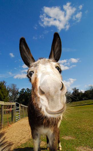 A donkey with a big smile, chin whiskers and big ears strikes a funny pose against a blue sky and green grass.