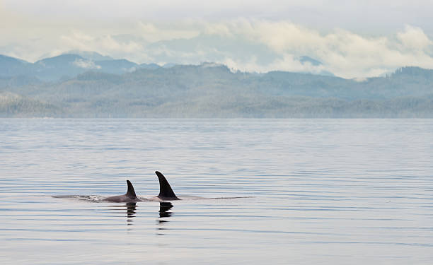 istock Killer Whales , British Columbia 500755732
