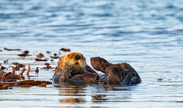 istock Sea Otter in Kelp Bed 500755848