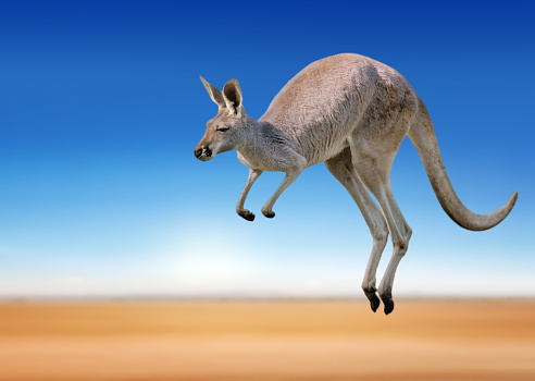 a red kangaroo jumping around in the outback