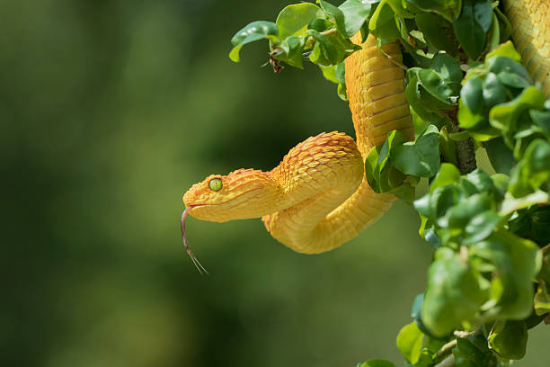 Female Venomous Bush Viper Flicking Tongues Female Venomous Bush Viper (Atheris squamigera) Flicking Tongues african bush viper venomous snake stock pictures, royalty-free photos & images