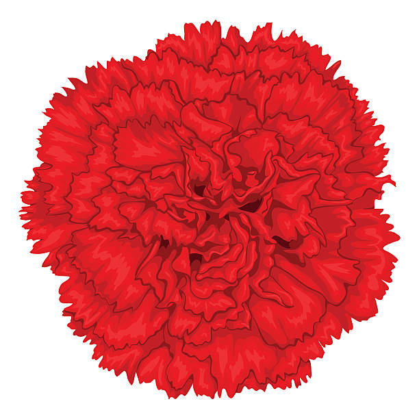 Beautiful red carnation isolated on white background. vector art illustration