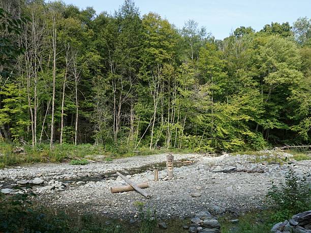 Hurricane Irene Damage, Rustic Seesaw, Log Face Carvings, Vermont