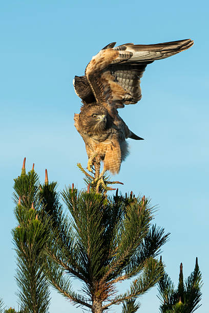 istock Close-up of Wild Red Tailed Hawk 500756398