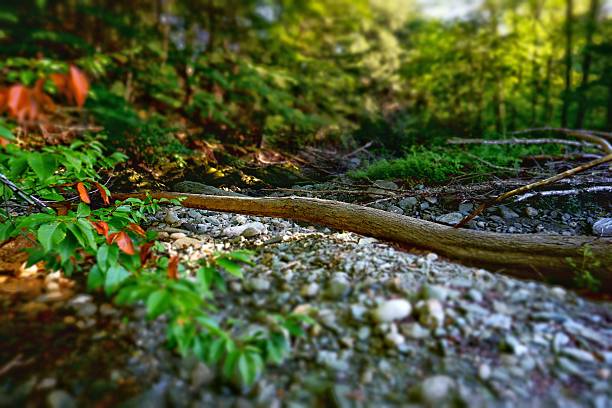 Hurricane Irene Damage, Fallen Trees on Dry Riverbed, Vermont