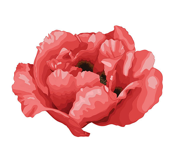 piękne rośliny paeonia arborea (piwonia drzewiasta) kwiat puste - poppy single flower red white background stock illustrations