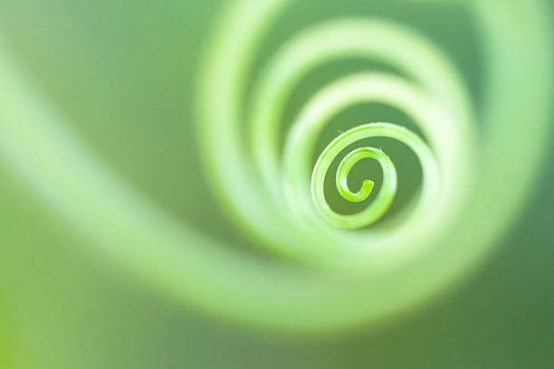 istock Tendril Spiral Circle Abstract in Summer Garden 500757097