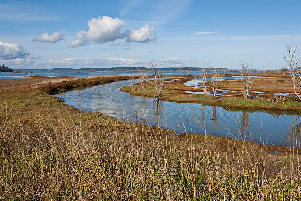 Salt Marsh at Nisqually Refuge Wetlands are an important ecosystem that are permanently or seasonally dominated by water. The primary factor that distinguishes wetlands from other bodies of water is the characteristic presence of aquatic plants adapted to the unique environment. Wetlands play an important role in the environment, including water purification, water storage, processing of carbon and other nutrients and stabilization of shorelines. Wetlands are also home to a wide variety of plant and animal life. This wetland was photographed at the Nisqually National Wildlife Refuge near Olympia, Washington State, USA. jeff goulden national wildlife refuge stock pictures, royalty-free photos & images