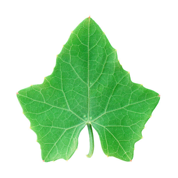 istock Coccinia grandis leaf isolated on white 500759614