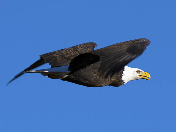 Flying Bald Eagle stock photo