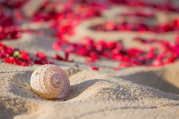 shell on the beach,wedding  setting