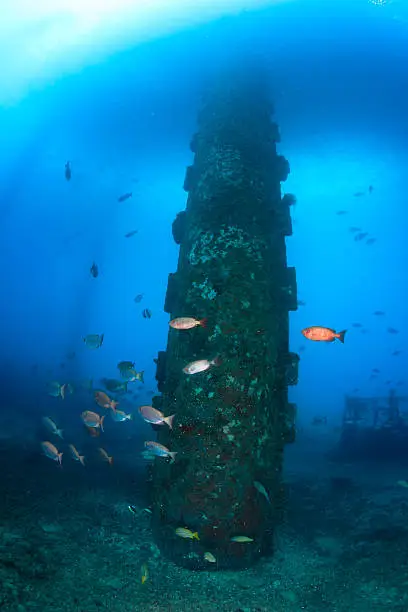 Shoals of fish around the legs of an oilrig