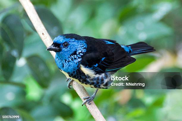 Turquesa Tangara Escarlata Tangara Mexicana Foto de stock y más banco de imágenes de Azul - Azul, Tangara escarlata, Animal