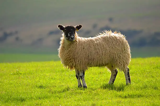 A Sheep on the SouthDowns, England