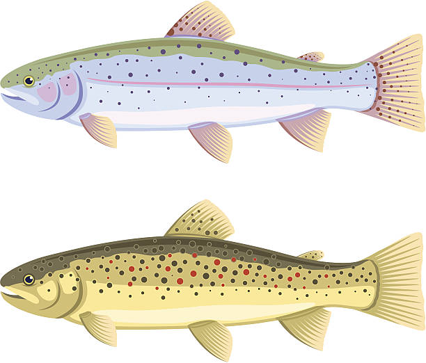 regenbogenforellen, brown trout - brown trout stock-grafiken, -clipart, -cartoons und -symbole