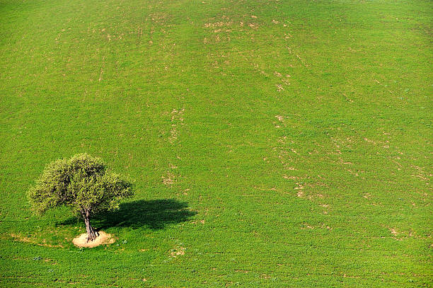 istock tree alone in the country field 500765557