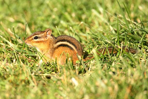 Free Stock Photo of Chipmunk standing alert in a grassy field ...