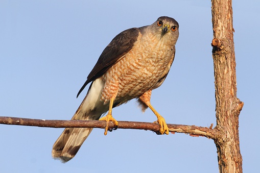Coopers Hawk (Accipiter cooperii) in a tree with a blue background